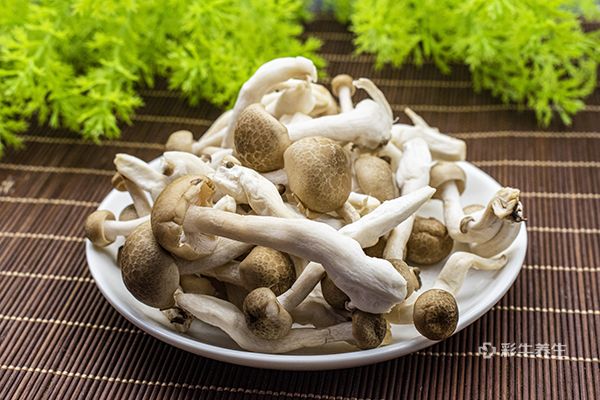 蟹味菇的禁忌与作用 吃蟹味菇的注意事项及好处